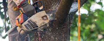 Best Hazardous Tree Removal  in Columbia, KY