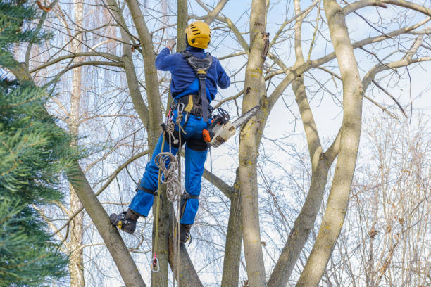Columbia, KY Tree Care Company