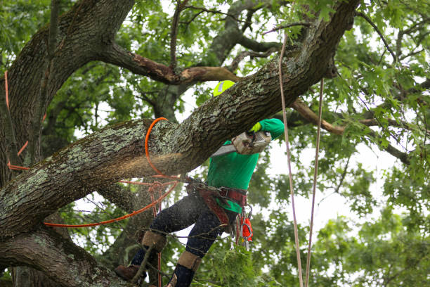 Best Tree Disease Treatment  in Columbia, KY