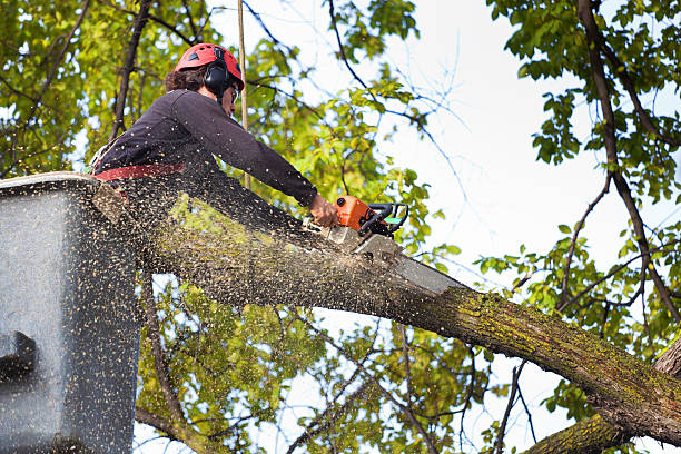 Best Fruit Tree Pruning  in Columbia, KY