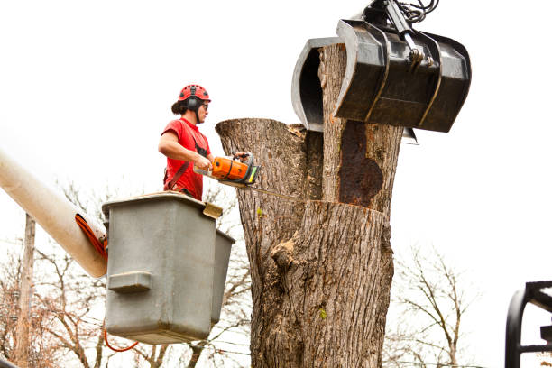 Best Palm Tree Trimming  in Columbia, KY
